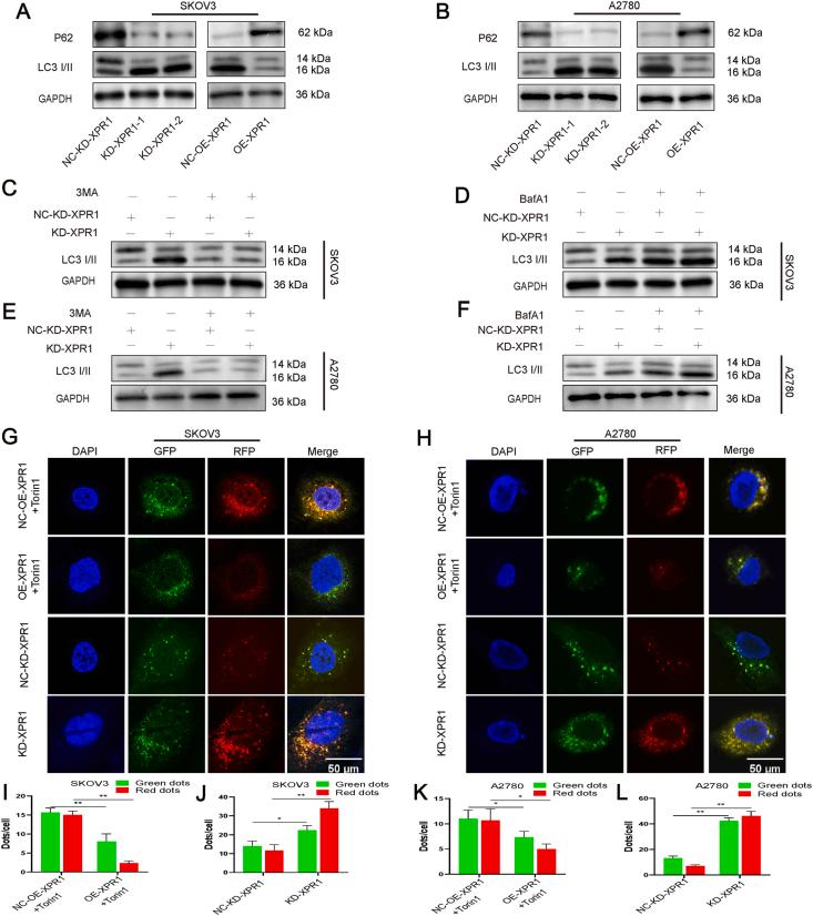 https://cdn.ncbi.nlm.nih.gov/pmc/blobs/046b/12242406/d187bf28e899/gr3.jpg