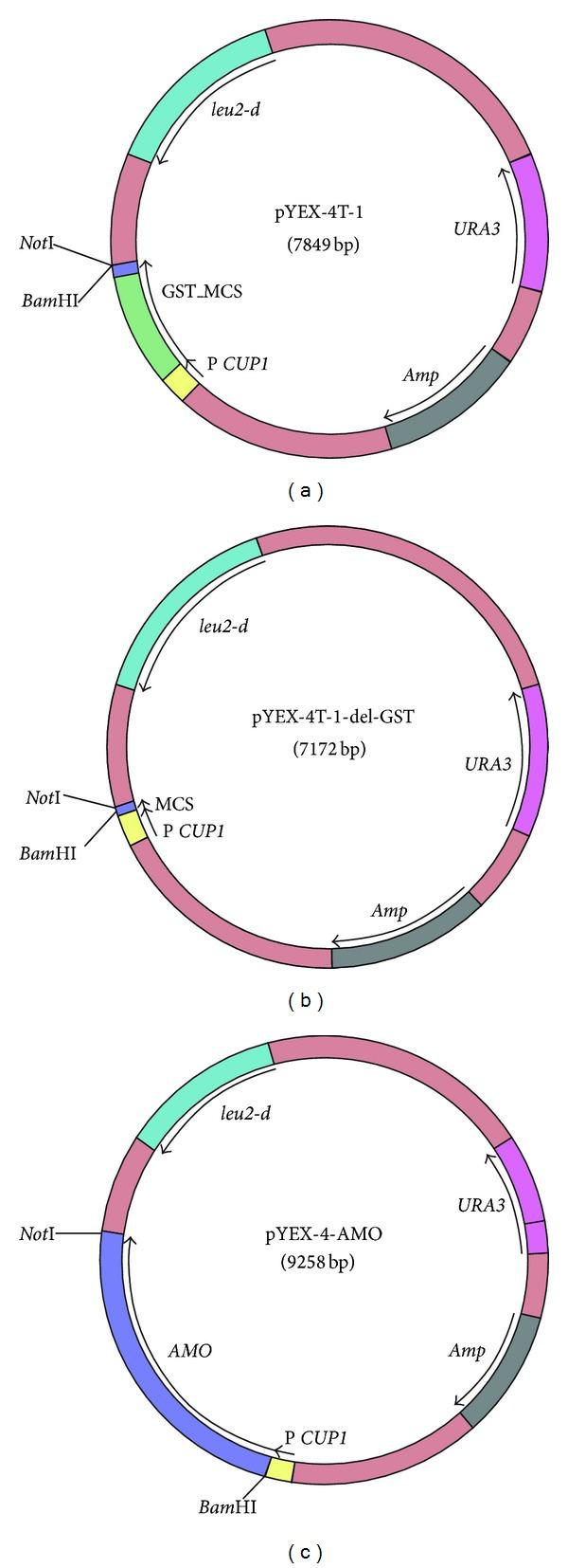 https://cdn.ncbi.nlm.nih.gov/pmc/blobs/0470/3929277/4ff6ab519898/TSWJ2014-898323.001.jpg