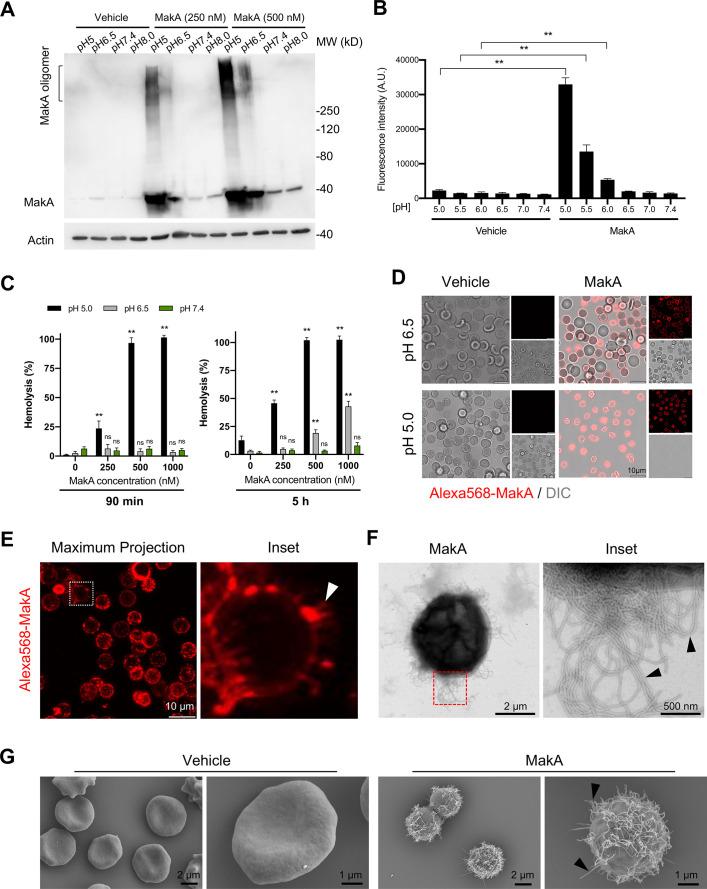 https://cdn.ncbi.nlm.nih.gov/pmc/blobs/0473/8824476/b292cff7f46a/elife-73439-fig2.jpg