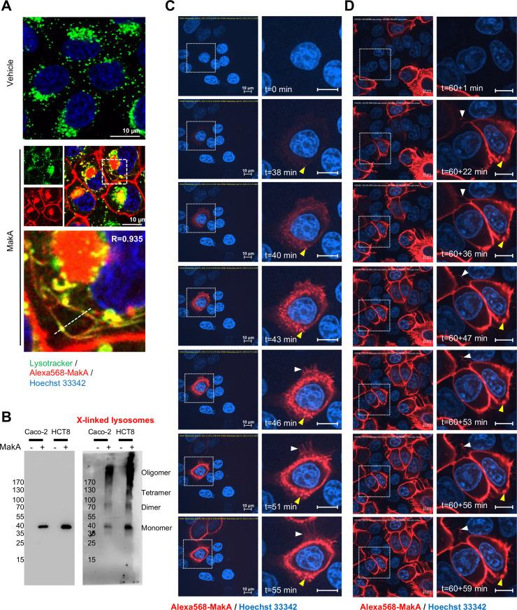 https://cdn.ncbi.nlm.nih.gov/pmc/blobs/0473/8824476/bb1e108dd29d/elife-73439-fig1-figsupp1.jpg