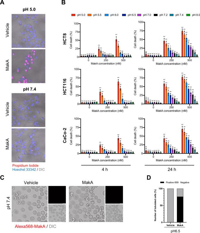 https://cdn.ncbi.nlm.nih.gov/pmc/blobs/0473/8824476/d561220a9cd5/elife-73439-fig2-figsupp1.jpg