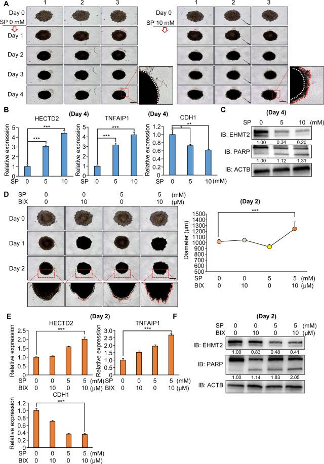 https://cdn.ncbi.nlm.nih.gov/pmc/blobs/0476/9038766/2dc98b42503c/41396_2021_1119_Fig8_HTML.jpg