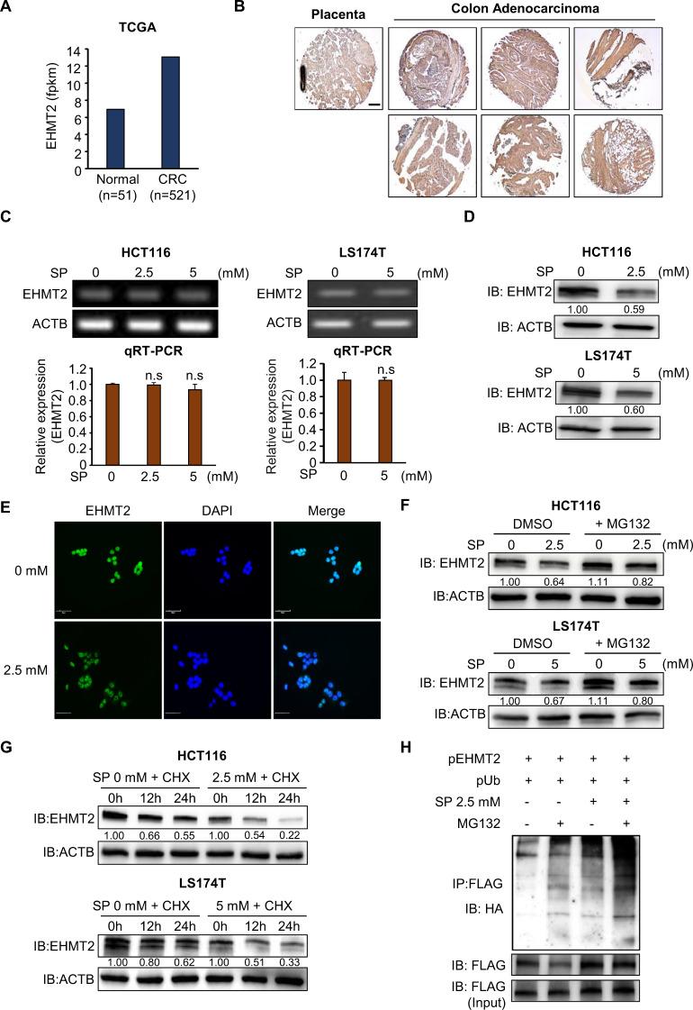 https://cdn.ncbi.nlm.nih.gov/pmc/blobs/0476/9038766/52edc4b067a2/41396_2021_1119_Fig2_HTML.jpg