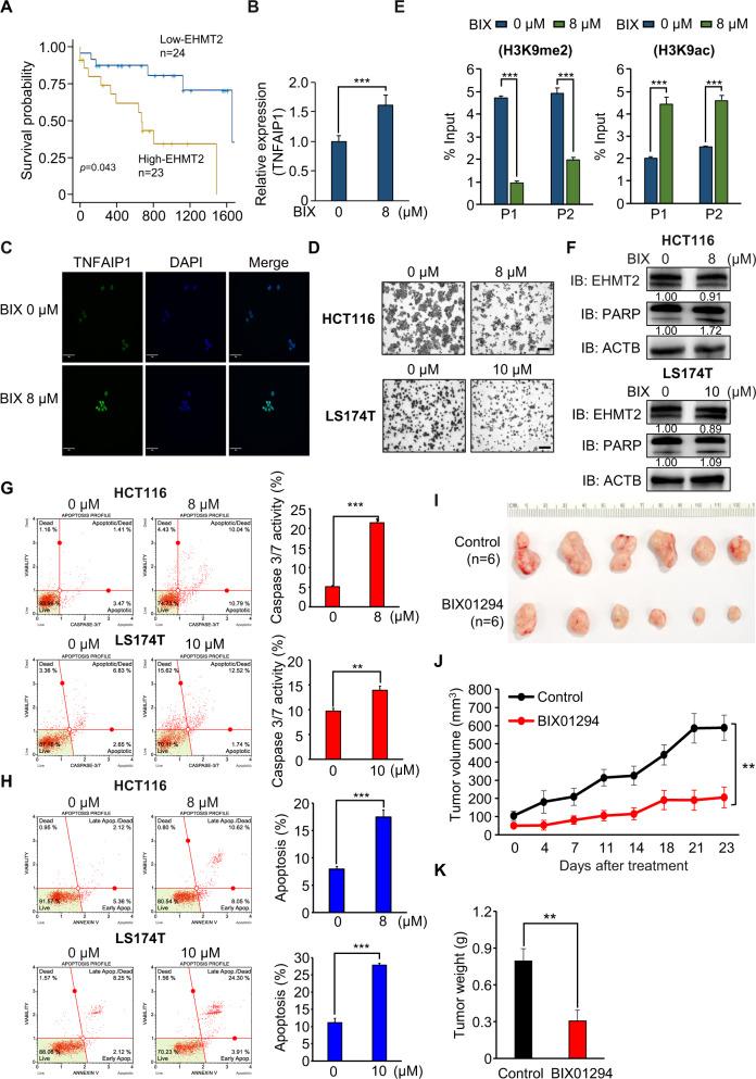 https://cdn.ncbi.nlm.nih.gov/pmc/blobs/0476/9038766/8e10666337fb/41396_2021_1119_Fig7_HTML.jpg