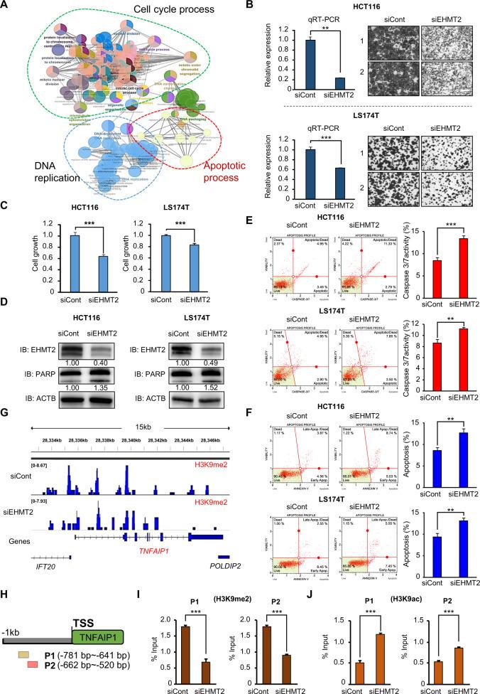 https://cdn.ncbi.nlm.nih.gov/pmc/blobs/0476/9038766/a93acedb8df5/41396_2021_1119_Fig4_HTML.jpg