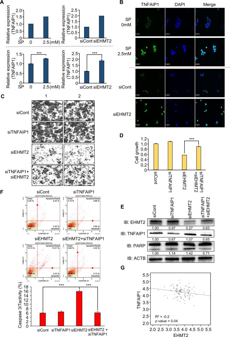 https://cdn.ncbi.nlm.nih.gov/pmc/blobs/0476/9038766/ec6607427b49/41396_2021_1119_Fig5_HTML.jpg