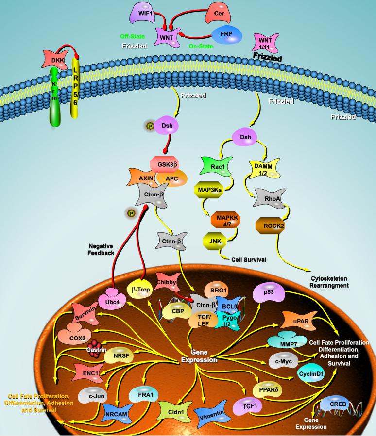 https://cdn.ncbi.nlm.nih.gov/pmc/blobs/0478/11262442/0a39e92088d0/2153-8174-24-10-276-g1.jpg