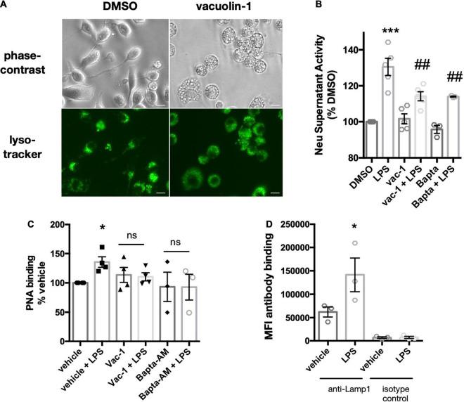 https://cdn.ncbi.nlm.nih.gov/pmc/blobs/0479/9178234/30d2bce9d2b3/fncel-16-917884-g002.jpg