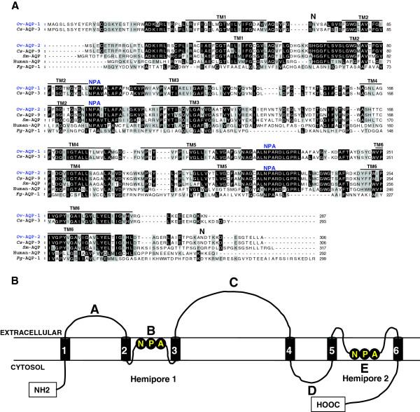 https://cdn.ncbi.nlm.nih.gov/pmc/blobs/047a/4033688/7979a1fb9bad/1756-3305-7-224-1.jpg