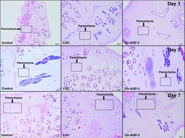https://cdn.ncbi.nlm.nih.gov/pmc/blobs/047a/4033688/e1eff15d6583/1756-3305-7-224-7.jpg