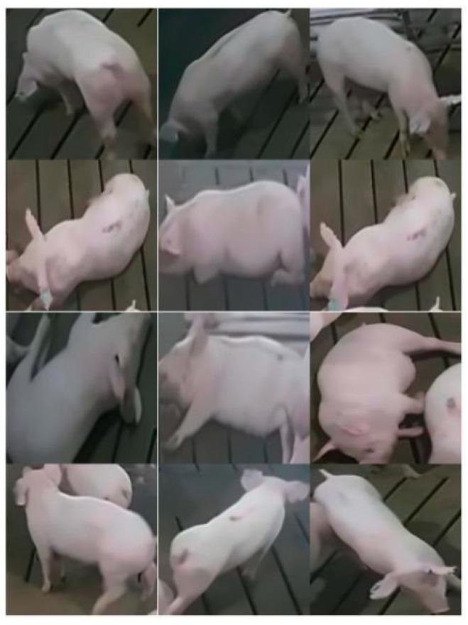 https://cdn.ncbi.nlm.nih.gov/pmc/blobs/047e/8147168/15c6c387b0f0/animals-11-01295-g004.jpg