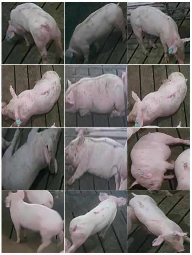 https://cdn.ncbi.nlm.nih.gov/pmc/blobs/047e/8147168/ce7ef377b1d3/animals-11-01295-g003.jpg