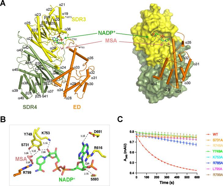 https://cdn.ncbi.nlm.nih.gov/pmc/blobs/0480/10470521/77dadbd5c556/mbio.03233-22.f003.jpg
