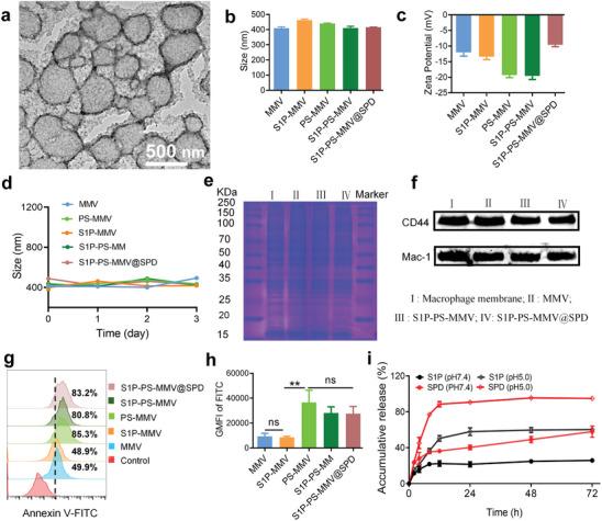 https://cdn.ncbi.nlm.nih.gov/pmc/blobs/0482/11267389/5dade0c2d01f/ADVS-11-2404198-g005.jpg
