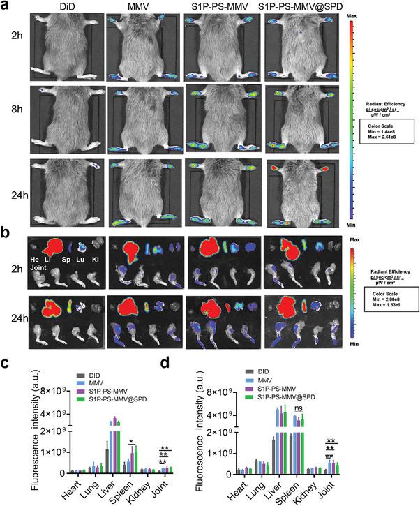 https://cdn.ncbi.nlm.nih.gov/pmc/blobs/0482/11267389/736ca3b63ab6/ADVS-11-2404198-g008.jpg