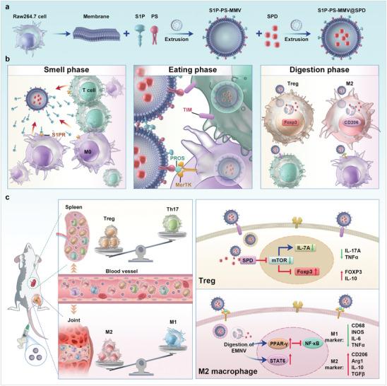 https://cdn.ncbi.nlm.nih.gov/pmc/blobs/0482/11267389/7e18a0a9288b/ADVS-11-2404198-g004.jpg