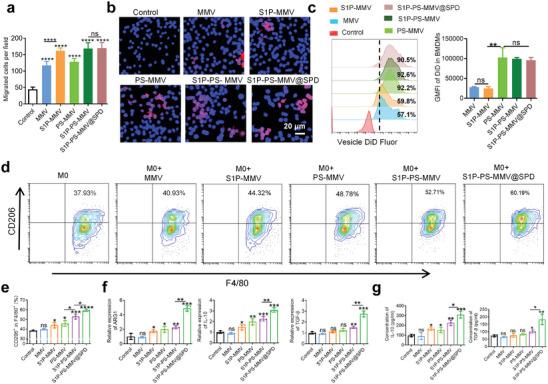 https://cdn.ncbi.nlm.nih.gov/pmc/blobs/0482/11267389/ca8bc33fe03a/ADVS-11-2404198-g003.jpg