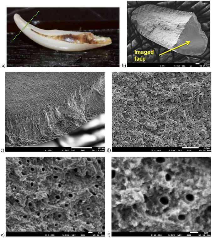 https://cdn.ncbi.nlm.nih.gov/pmc/blobs/0482/5517423/059e26383743/41598_2017_5690_Fig3_HTML.jpg