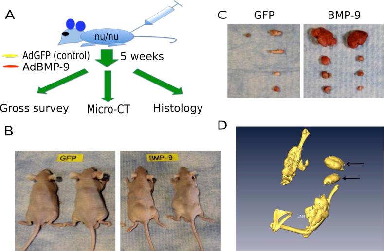 https://cdn.ncbi.nlm.nih.gov/pmc/blobs/0484/6147177/18255e444ec7/gr3.jpg