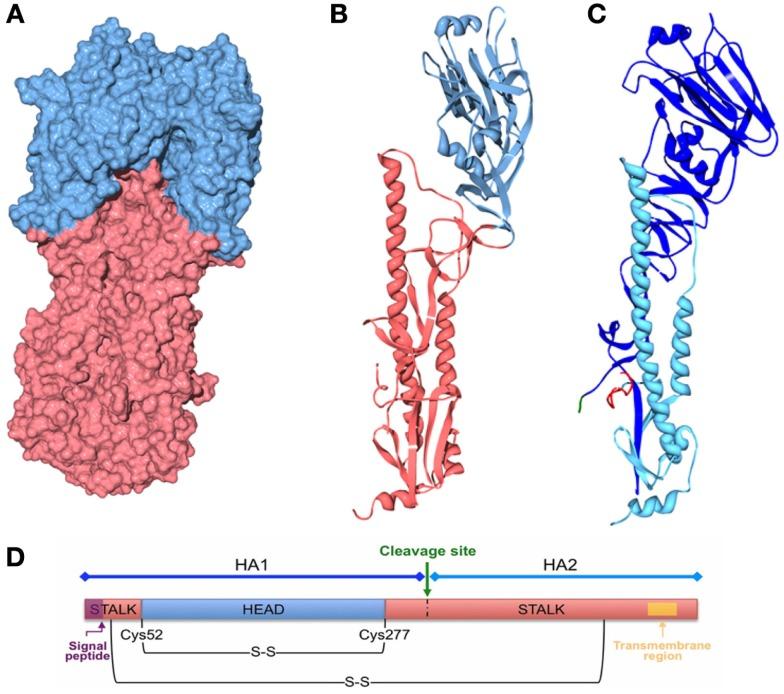 https://cdn.ncbi.nlm.nih.gov/pmc/blobs/0485/4413832/0996288430a7/fimmu-06-00161-g008.jpg