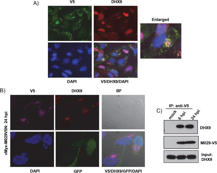 https://cdn.ncbi.nlm.nih.gov/pmc/blobs/048a/8223942/482d7e049281/jvi.00151-21-f0011.jpg