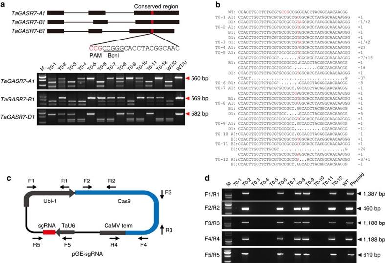 https://cdn.ncbi.nlm.nih.gov/pmc/blobs/048c/5007326/aef9a29c0e99/ncomms12617-f2.jpg