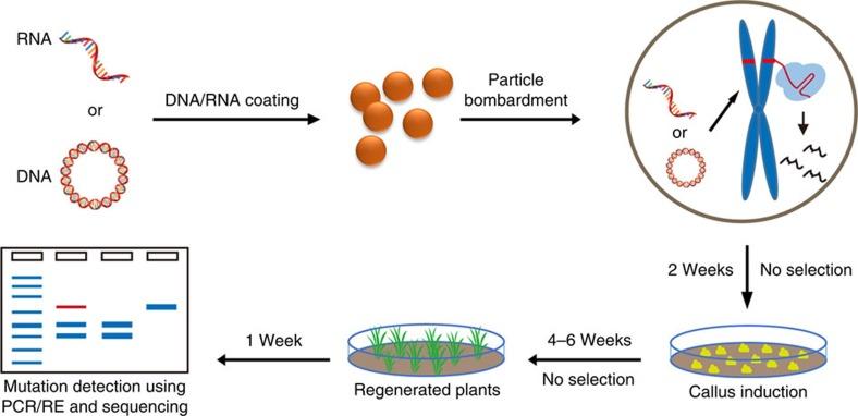 https://cdn.ncbi.nlm.nih.gov/pmc/blobs/048c/5007326/c9ebe2e6c639/ncomms12617-f1.jpg