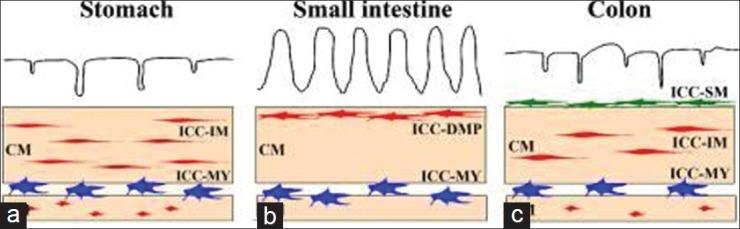 https://cdn.ncbi.nlm.nih.gov/pmc/blobs/0491/3603487/a033f9a0ff10/SJG-19-3-g001.jpg