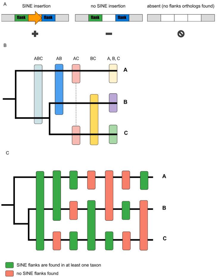 https://cdn.ncbi.nlm.nih.gov/pmc/blobs/0497/10670947/f71173183151/genes-14-02089-g002.jpg
