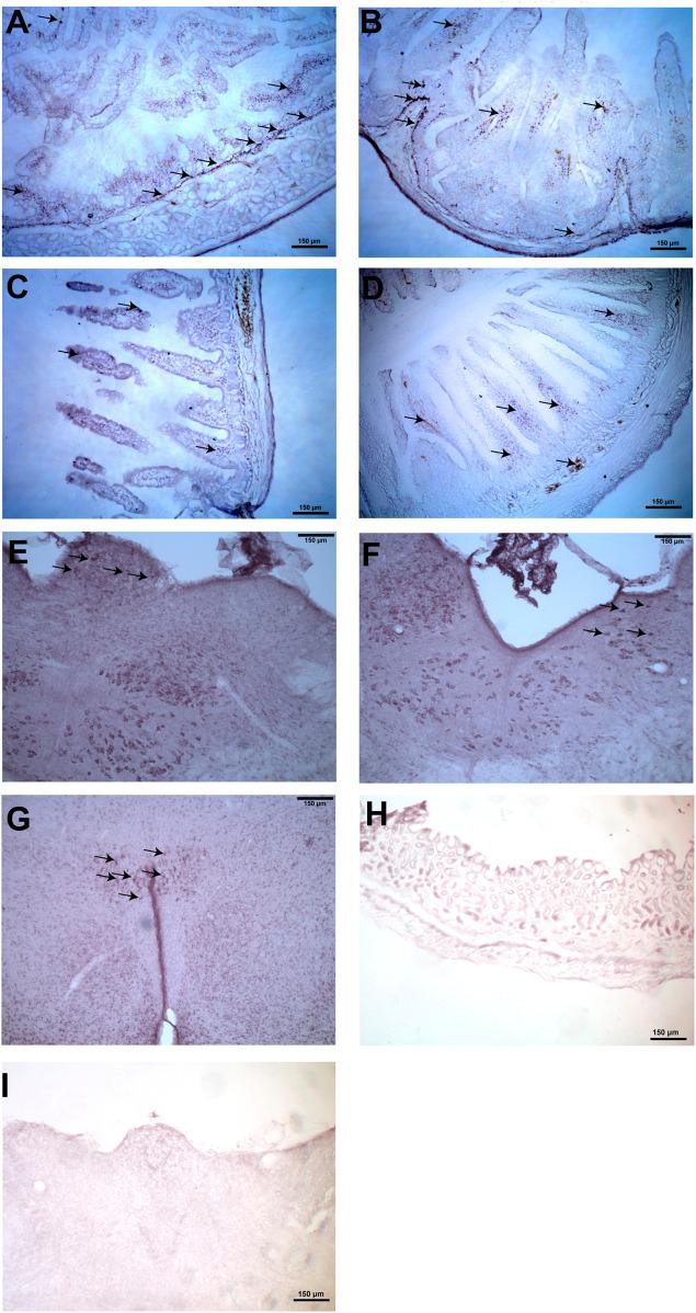 https://cdn.ncbi.nlm.nih.gov/pmc/blobs/0499/9019301/fb50f4cc7d35/fphar-13-858522-g003.jpg