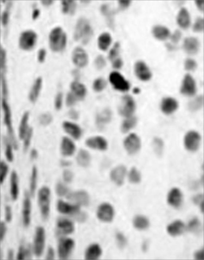 https://cdn.ncbi.nlm.nih.gov/pmc/blobs/04a0/9442059/5341fca97bd9/gr1.jpg