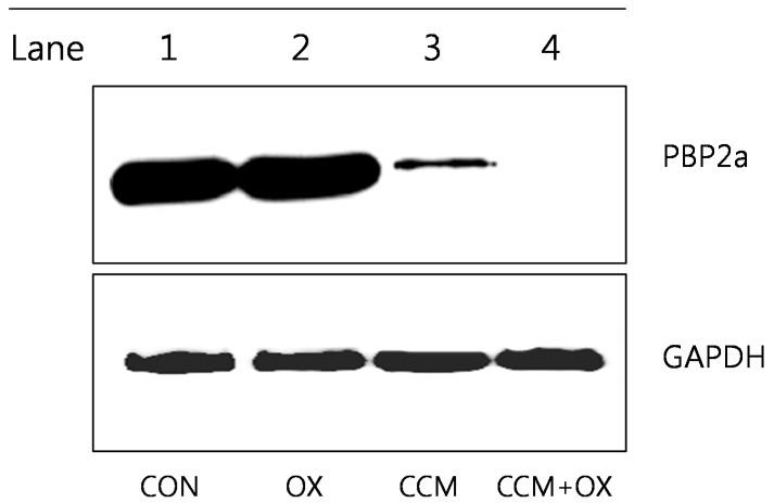 https://cdn.ncbi.nlm.nih.gov/pmc/blobs/04a1/6271166/d4ce1d7469cf/molecules-19-18283-g005.jpg