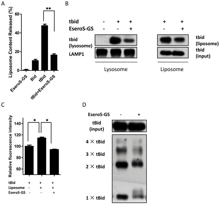https://cdn.ncbi.nlm.nih.gov/pmc/blobs/04a5/6274264/dd7d322a8fe5/molecules-21-00637-g004.jpg