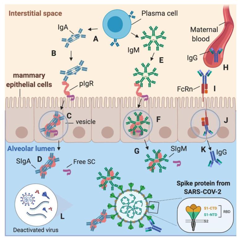 https://cdn.ncbi.nlm.nih.gov/pmc/blobs/04a5/7916441/02c8753152e4/ijms-22-01749-g006.jpg