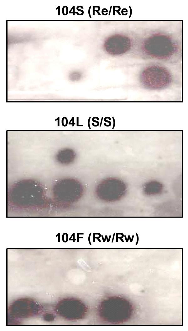 https://cdn.ncbi.nlm.nih.gov/pmc/blobs/04a8/1971715/213f203a4182/1475-2875-6-111-6.jpg