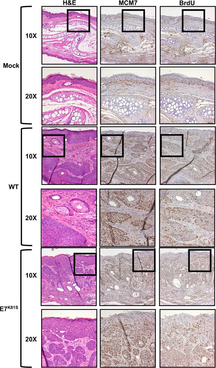 https://cdn.ncbi.nlm.nih.gov/pmc/blobs/04a9/10085053/63a6c8585d4a/ppat.1011215.g008.jpg
