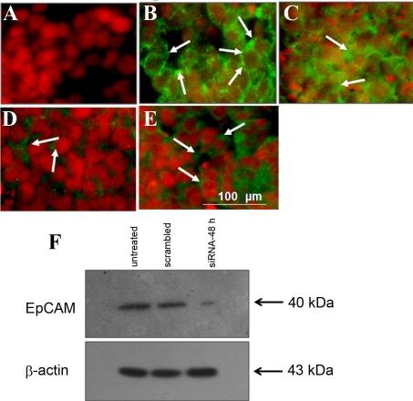https://cdn.ncbi.nlm.nih.gov/pmc/blobs/04aa/2866575/03220e8a8dcd/mv-v16-828-f3.jpg