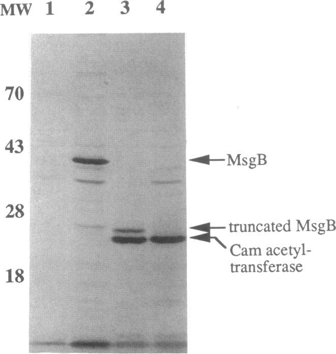 https://cdn.ncbi.nlm.nih.gov/pmc/blobs/04ab/206360/d83133a71d4c/jbacter00082-0096-a.jpg