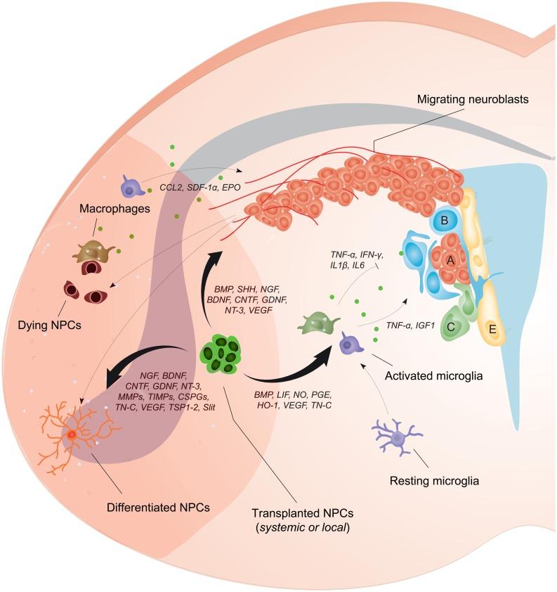 https://cdn.ncbi.nlm.nih.gov/pmc/blobs/04ab/4165213/903ee4a75687/fncel-08-00291-g001.jpg
