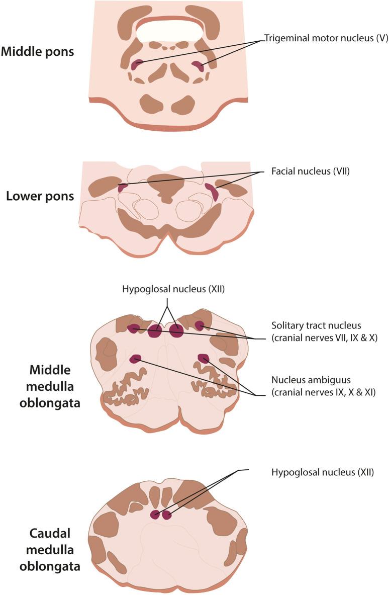 https://cdn.ncbi.nlm.nih.gov/pmc/blobs/04ac/12009841/888744fcd646/fragi-06-1510257-g004.jpg