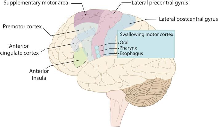 https://cdn.ncbi.nlm.nih.gov/pmc/blobs/04ac/12009841/9246bef547f3/fragi-06-1510257-g002.jpg