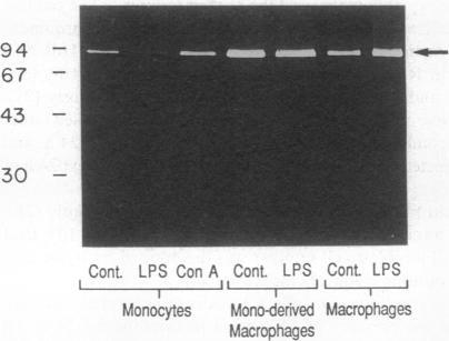 https://cdn.ncbi.nlm.nih.gov/pmc/blobs/04ae/296895/b4ceb6bb3bda/jcinvest00077-0126-d.jpg