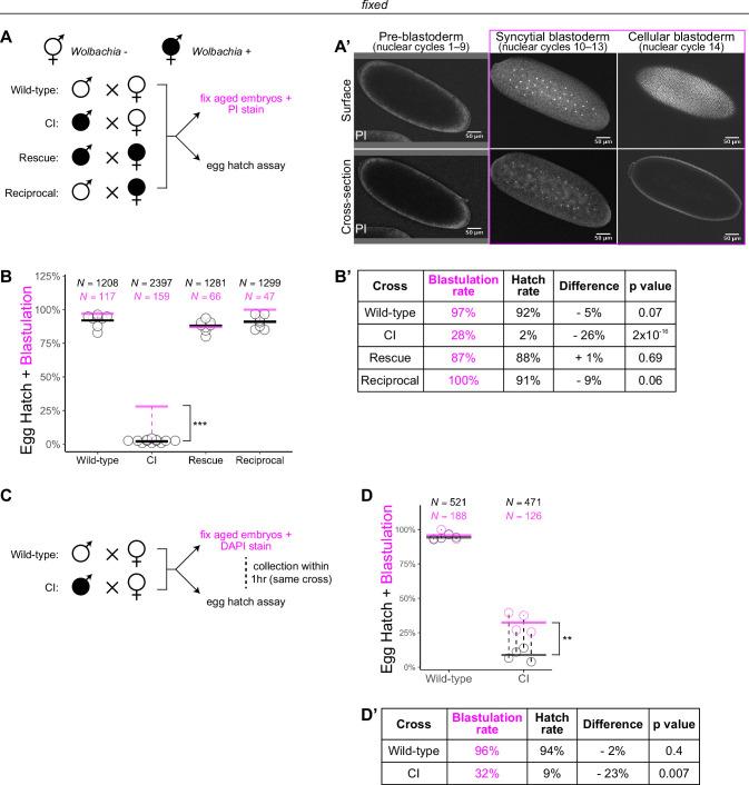https://cdn.ncbi.nlm.nih.gov/pmc/blobs/04ae/9507124/80e0e8a4c737/elife-81292-fig1.jpg