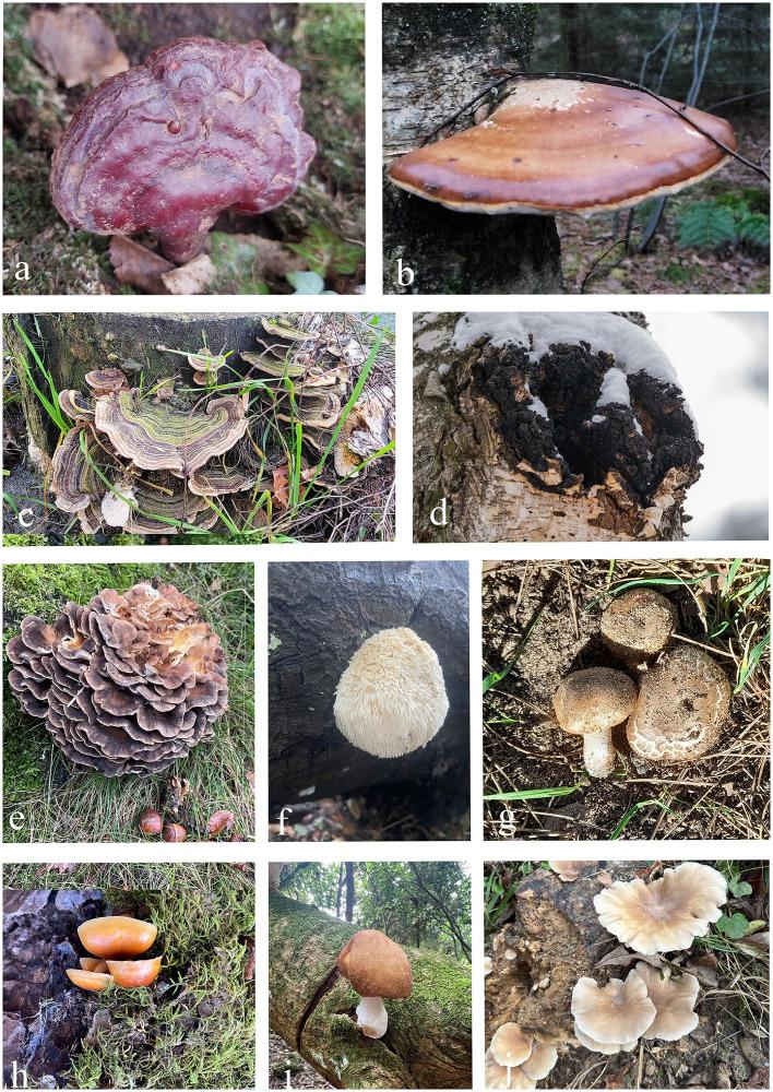 https://cdn.ncbi.nlm.nih.gov/pmc/blobs/04b4/12405408/8c813bd15f97/fcimb-15-1605301-g001.jpg
