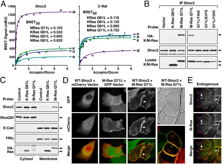 https://cdn.ncbi.nlm.nih.gov/pmc/blobs/04b5/6397545/2ca174f251ee/pnas.1805919116fig01.jpg