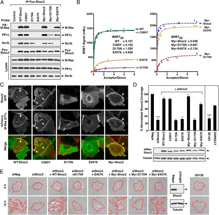 https://cdn.ncbi.nlm.nih.gov/pmc/blobs/04b5/6397545/fba953694e8e/pnas.1805919116fig03.jpg