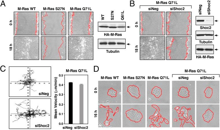 https://cdn.ncbi.nlm.nih.gov/pmc/blobs/04b5/6397545/fe3e1046c720/pnas.1805919116fig02.jpg