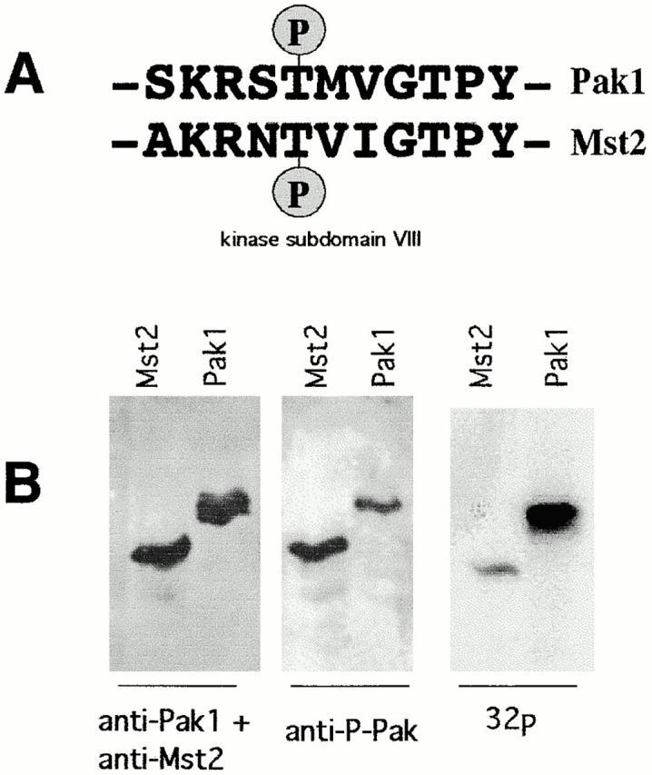 https://cdn.ncbi.nlm.nih.gov/pmc/blobs/04b6/2150672/4618b32ed694/JCB0005072.f2.jpg