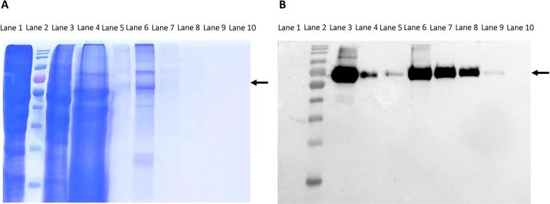 https://cdn.ncbi.nlm.nih.gov/pmc/blobs/04b7/11758075/84b130909e47/gr2.jpg