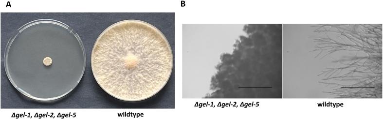 https://cdn.ncbi.nlm.nih.gov/pmc/blobs/04b7/11758075/f5076a77c661/gr1.jpg
